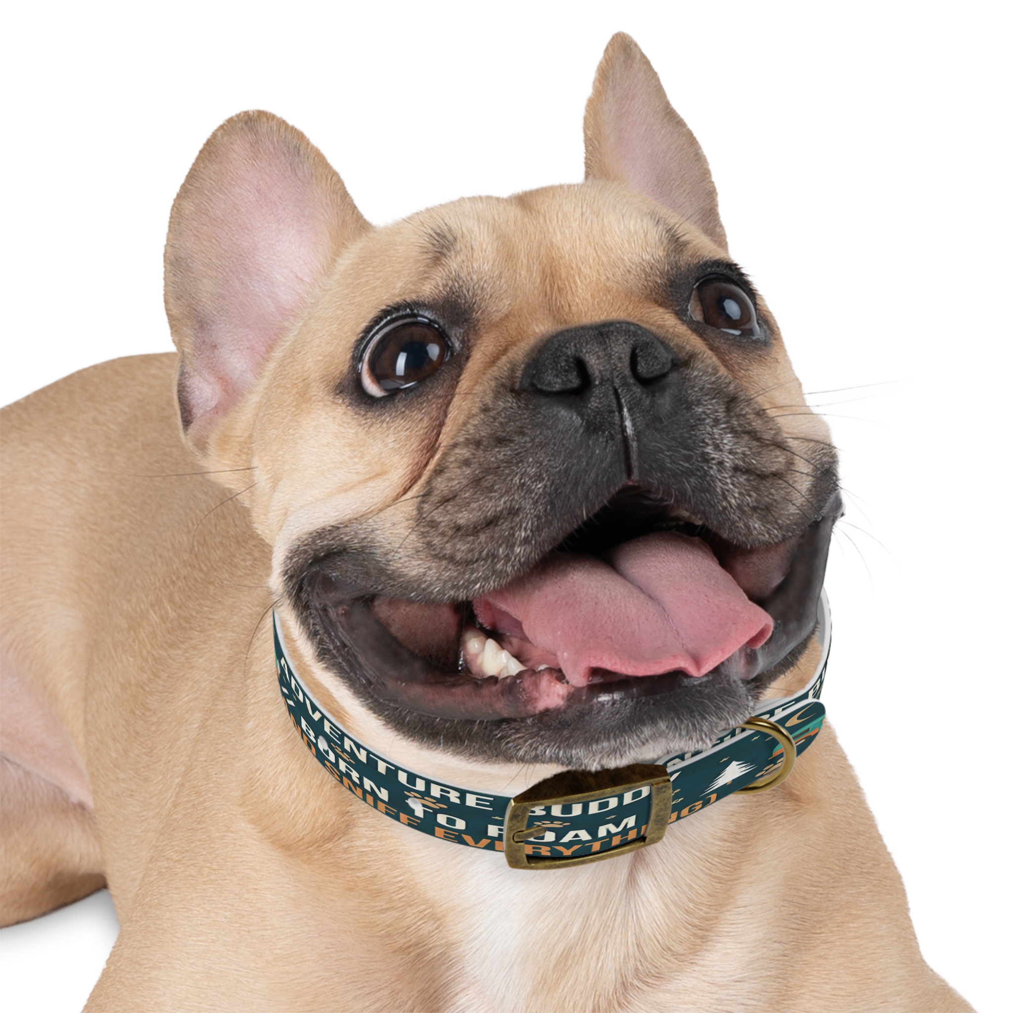 17414132421866266815_4096.jpeg Dog Collar — 'Born to Roam (and Sniff Everything)' Outdoor Pet Collar