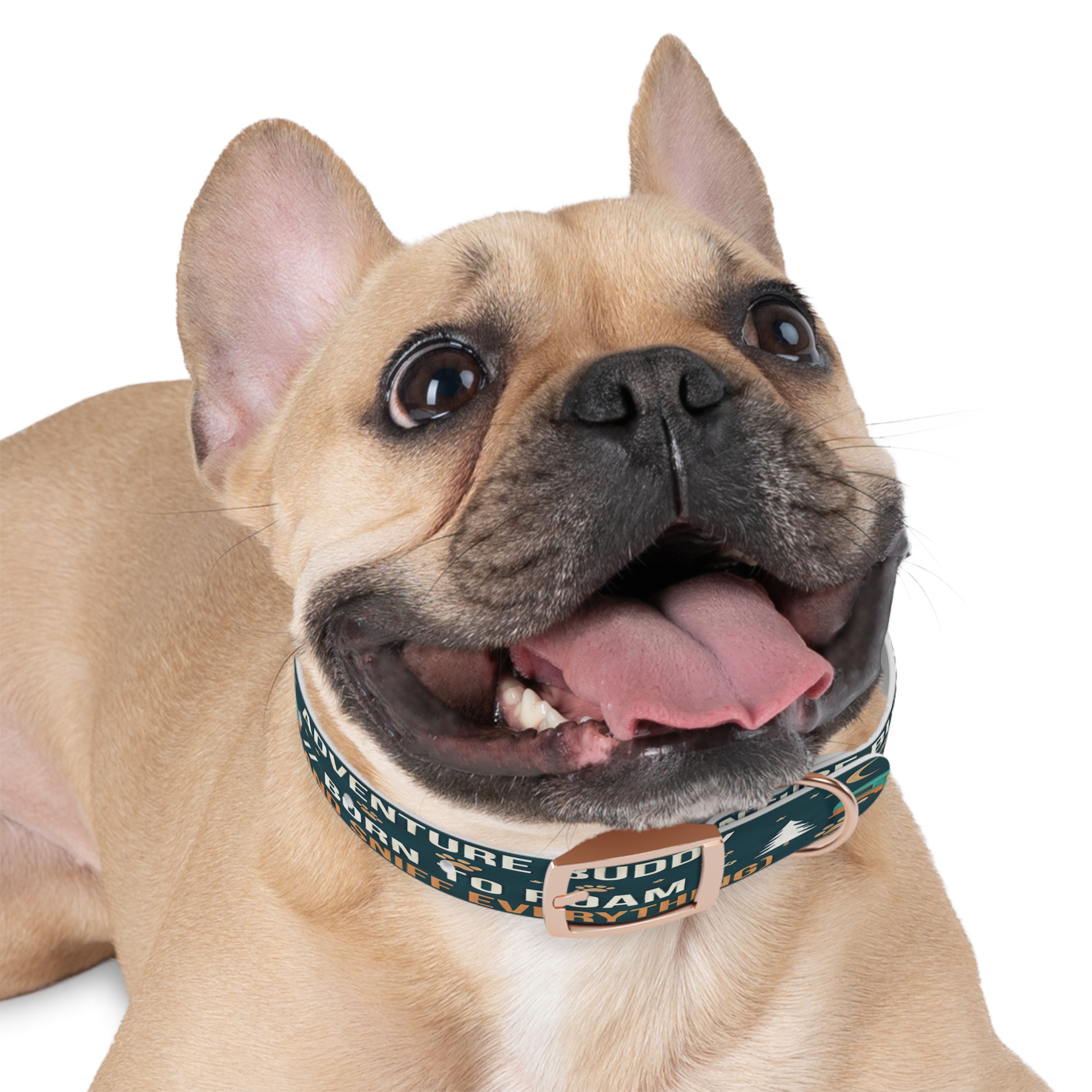 3704448816380418270_4096.jpeg Dog Collar — 'Born to Roam (and Sniff Everything)' Outdoor Pet Collar