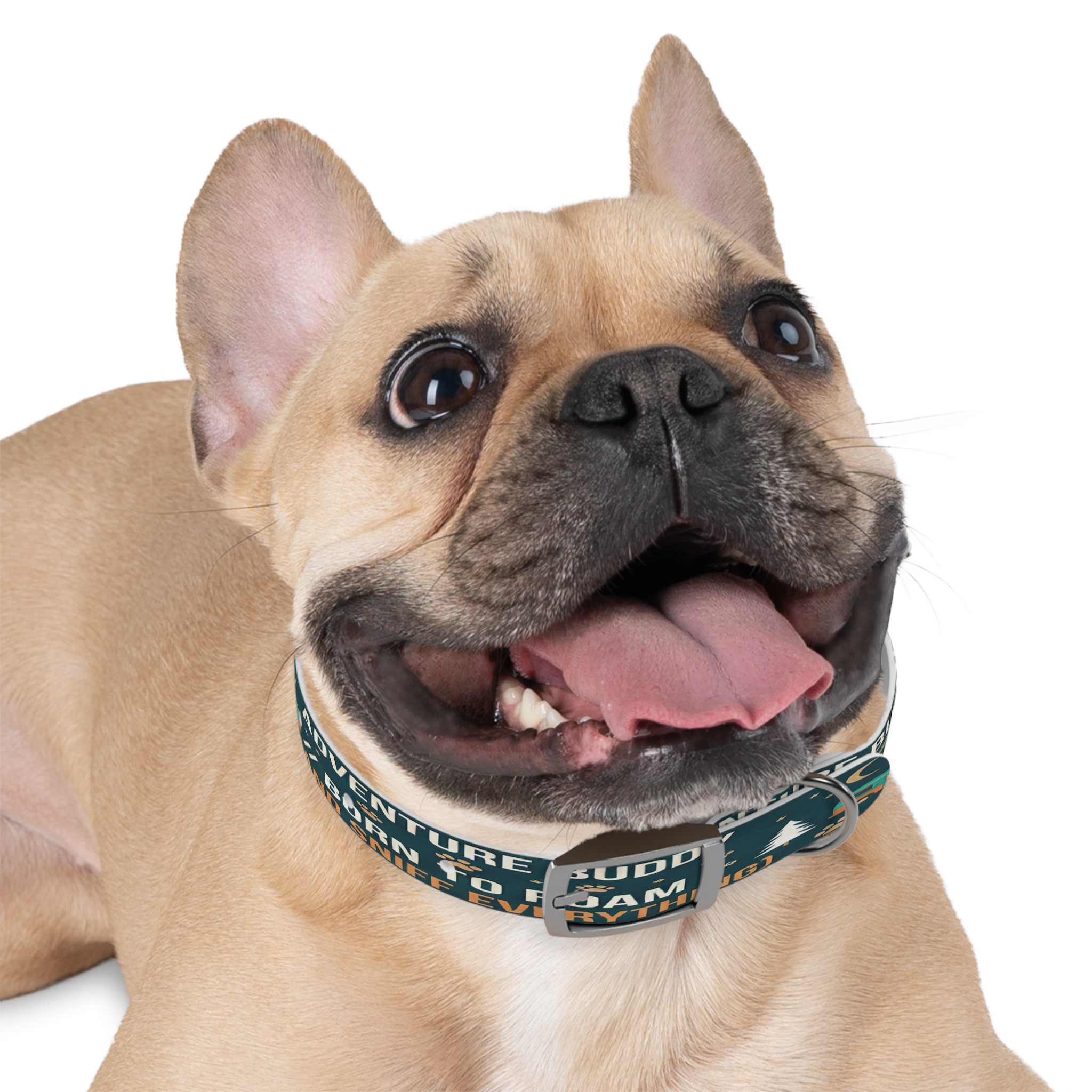 5685688927319002377_4096.jpeg Dog Collar — 'Born to Roam (and Sniff Everything)' Outdoor Pet Collar
