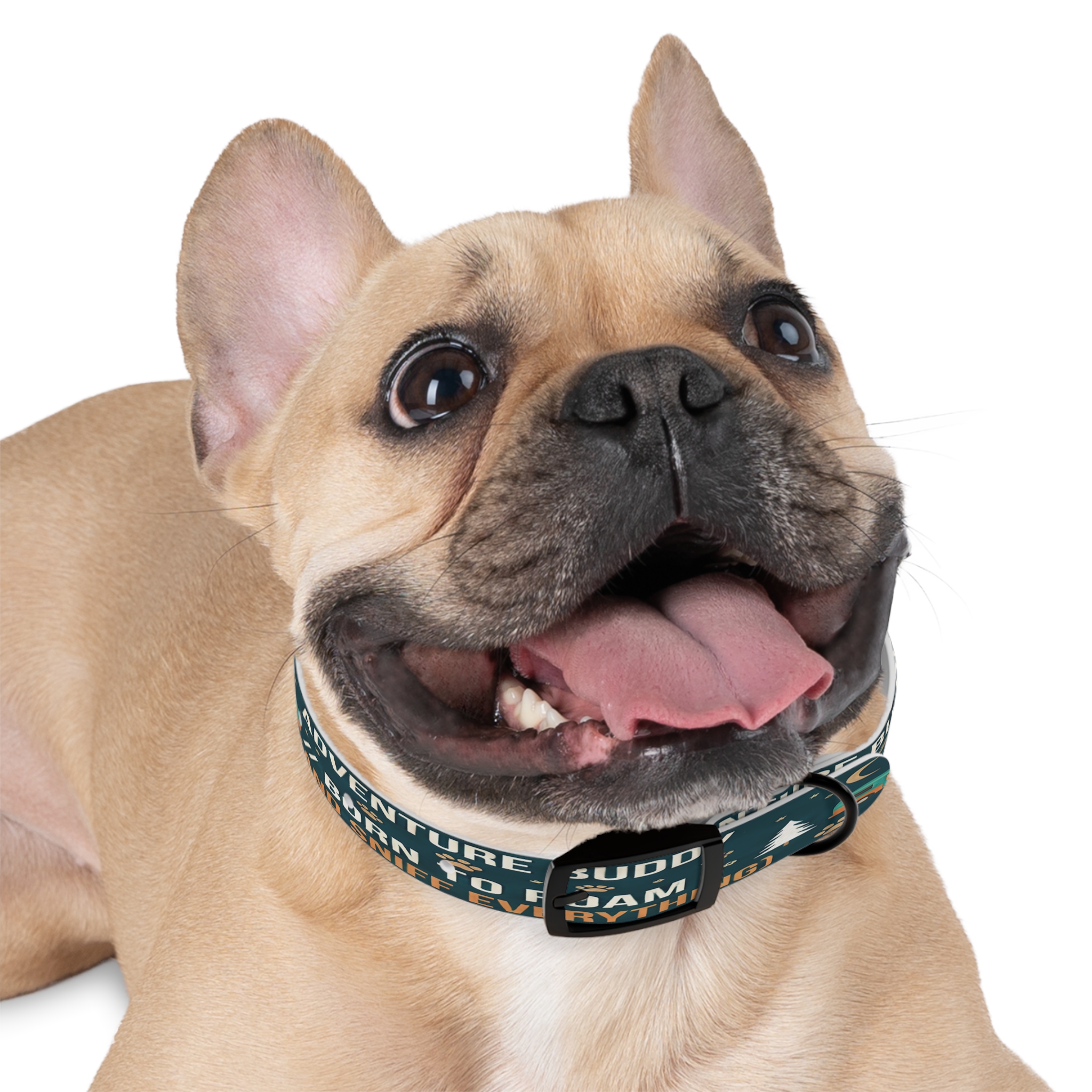 9498380575604645294_4096.jpeg Dog Collar — 'Born to Roam (and Sniff Everything)' Outdoor Pet Collar